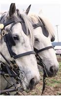 2020 Daily Planner Horse Photo Equine Percheron Tandem 388 Pages: 2020 Planners Calendars Organizers Datebooks Appointment Books Agendas