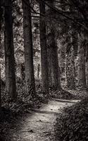 Follow Me Nature Journal