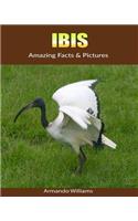 Ibis: Amazing Facts & Pictures