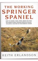 The Working Springer Spaniel