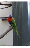 Single Rainbow Lorikeet Journal