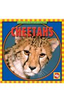 Cheetahs