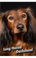 Long Haired Dachshund
