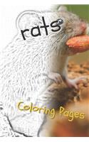 Rat Coloring Pages: Beautiful Rats Drawings for Kids and for Adults Relaxation
