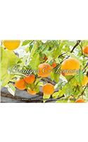 Emotional Moments: Oranges & Lemons. / UK-Version 2017