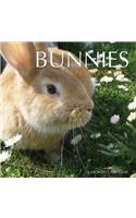 Bunnies Calendar 2015: 16 Month Calendar