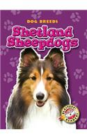 Shetland Sheepdogs