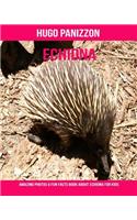 Echidna: Amazing Photos & Fun Facts Book about Echidna for Kids