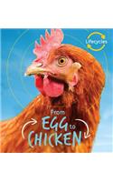 From Egg to Chicken