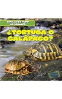 ¿Tortuga O Galápago? (Turtle or Tortoise?)