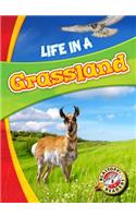 Life in a Grassland