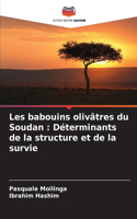 Les babouins olivâtres du Soudan