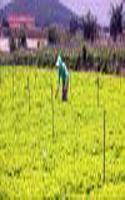 Agricultural Development