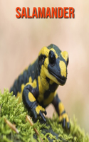 Salamander: Amazing Facts about Salamander