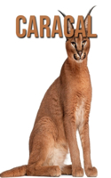 Caracal: Amazing Photos & Fun Facts Book About Caracal For Kids