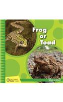 Frog or Toad