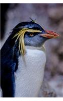Rockhopper Penguin (Eudyptes Chrysocome) Journal: 150 Page Lined Notebook/Diary