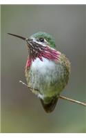 Hummingbird Journal: A 120 Page 6x9 Blank Lined Notebook / Journal Gift for Hummingbird Lovers, Bird Watchers and More(2 Hummingbirds Vol)