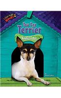 Toy Fox Terrier