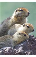 Cute Gopher Family Animal Portrait Journal: 150 Page Lined Notebook/Diary