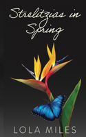 Strelitzias in Spring