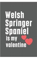 Welsh Springer Spaniel is my valentine