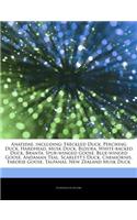Articles on Anatidae, Including: Freckled Duck, Perching Duck, Hardhead, Musk Duck, Biziura, White-Backed Duck, Branta, Spur-Winged Goose, Blue-Winged