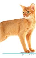 Abyssinian Cat Affirmations Workbook Abyssinian Cat Presents: Positive and Loving Affirmations Workbook. Includes: Mentoring Questions, Guidance, Supporting You.