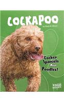 Cockapoo