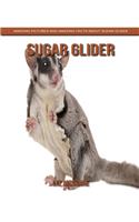 Sugar Glider
