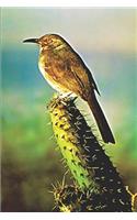 Curve Billed Thrasher Bird on Cactus: Journal Notebook with blank lined pages for Bird Lovers