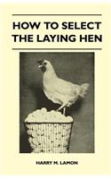 How To Select The Laying Hen