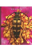 Beetles
