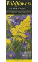 Wildflowers of New York City, Incl. Central Park & Long Island