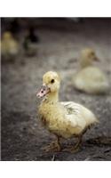 Duckling Notebook