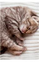 British Kitten April Notebook, Diary, Journal. Productivity Work Planner & Idea Notepad