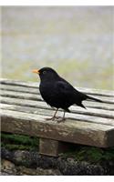 Blackbird Journal: 150 Page Lined Notebook/Diary