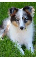 A Captivating Young Shetland Sheepdog Pet Journal: 150 Page Lined Notebook/Diary