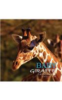 Baby Giraffe Calendar 2020