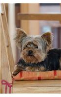 Yorkshire Terrier in Her Favorite Chair Journal: Take Notes, Write Down Memories in this 150 Page Lined Journal