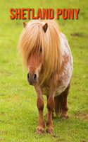 Shetland Pony: Fun Facts & Cool Pictures