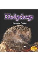 Night Safari Hedgehogs Nocturnal Foragers