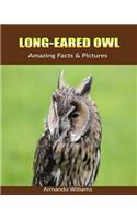 Long-Eared Owl: Amazing Facts & Pictures