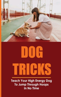 Comprehensive Guide To Dog Training