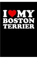 Boston Terrier