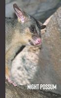night possum