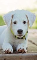 Labrador