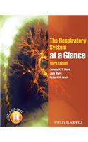 The Respiratory System at a Glance