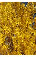 Journal Spring Forsythia Bushes: (Notebook, Diary, Blank Book)