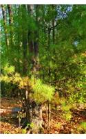 Journal Springtime Forest Path
